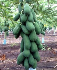 Maradol Roja. Papaya. Semillas del Caribe. 2,500 Semillas.