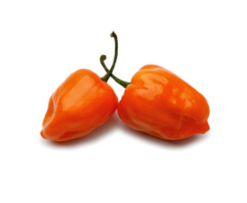 PX 5097. Chile Habanero. Seminis. 10 Mil Semillas.