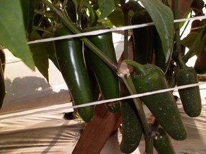 El Pókar. Chile Jalapeño. Geneseeds. 5 Mil Semillas.