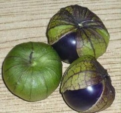 Catarina. Tomatillo. Caloro. 200 Mil Semillas.