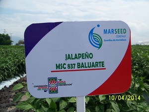 Baluarte. Chile Jalapeño MarSeed. 50 Mil Semillas.