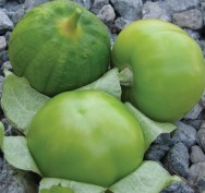 Gran Esmeralda. Tomatillo. Harris MoranCaloro. 100 Mil Semillas.