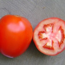 Matty. Tomate Saladette Determinado. Hazera. 10 Mil Semillas.