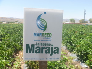 Maraja. Chile Jalapeño. MarSeed. 40 Mil Semillas.